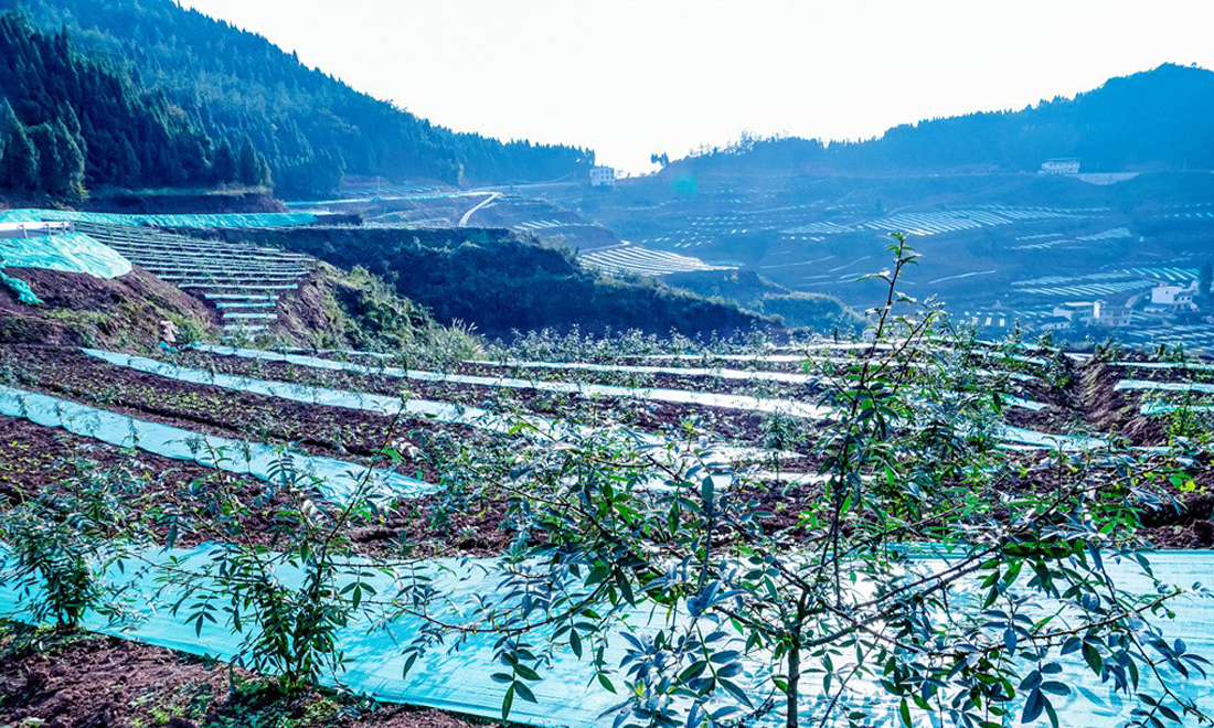 花椒基地方位展示圖