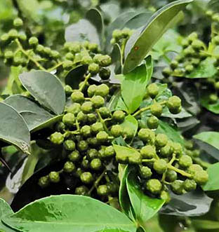 花椒的藥用價值及功效