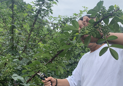 朱德故里，山水儀隴，椒香四溢