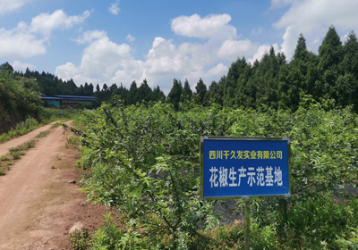 【生活小妙招】怎么用“生姜+花椒”去體內濕氣