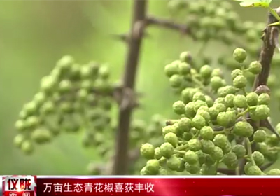 儀隴新聞 | 千久發萬畝生態青花椒喜獲豐收
