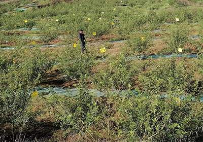 春暖花開無閑時，生態防蟲保生產