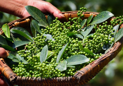 【中醫的小妙方】花椒鹽熱敷，緩解滑膜炎