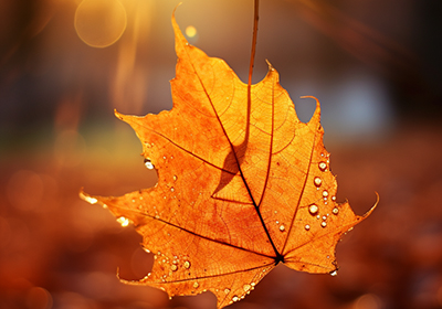 二十四節(jié)氣 | 露蟬聲漸咽，秋日景初微。